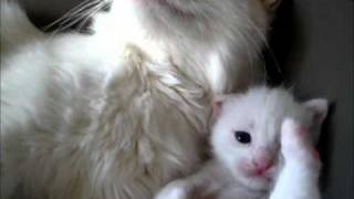 Angora cats [upl. by Nage]