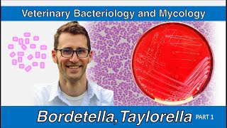 Bordetella and Taylorella Part 1  Veterinary Bacteriology and Mycology [upl. by Booker547]