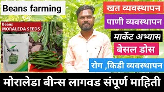 मोरालेडा बीन्स लागवड संपूर्ण माहिती व्हिडिओ नक्की पहा  Moraleda beans farming [upl. by Wearing]