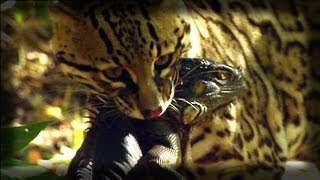 Ocelot kills an Iguana  Ocelote mata una iguana [upl. by Ellenrahs]