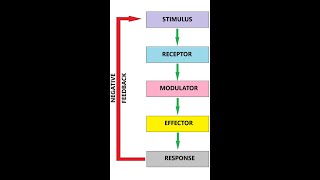 Stimulus Response model [upl. by Dde318]