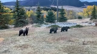 Montana ranchers express support to delist grizzly bears from endangered species list [upl. by Clo150]