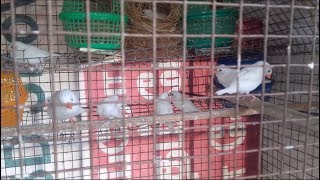 Finches Bird Breeding in Tamil [upl. by Aihsas]