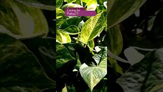 Pothos Plant Care Tips 🌿  Quick Guide [upl. by Nylac351]