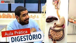 Sistema Digestório 55 Aula prática com Wedson Vilanova  Anatomia etc [upl. by Annorah17]