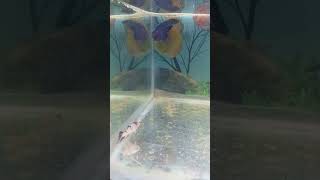 Betta fish breeding time set like and subscribe 🥹🥹 [upl. by Gina]