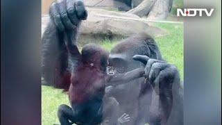 Viral Video Gorilla Shows Off Baby To Visitors At Zoo In Canada [upl. by Fowkes155]