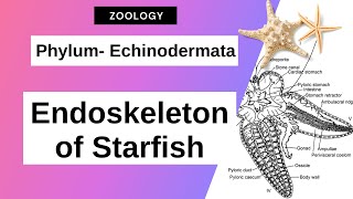 Echinodermata  Endoskeleton of Asterias Starfish  Zoology [upl. by Erl]