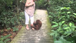 Orangutan comes to play Sepilok Rehabilitation Center BorneoNovember 2014 [upl. by Salzhauer]