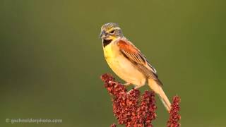 Dickcissel singing [upl. by Inaja]