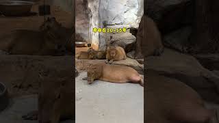 It turns out that the Capybara can live so long Changsha Zoolung large indoor zoo Capybara [upl. by Aerdnu]