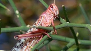 Swarm Of Locusts DEVOUR Everything In Their Path  Planet Earth  BBC Earth [upl. by Adamik]