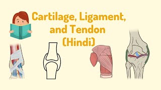 Know everything about Connective Tissues Cartilage Ligament and Tendon I Science in Hindi [upl. by Francklin184]