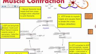 Muscle Contraction  Actin and Myosin IB Biology [upl. by Brynn]