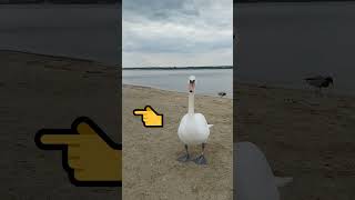 OJEJ CZY MNIE ŁABĘDŹ ZAUWAŻY   SWAN and DUCK shorts funny dowcipy jokes [upl. by Gierc201]