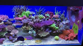 My SPS reef tank 1 19 2020 [upl. by Tadio]