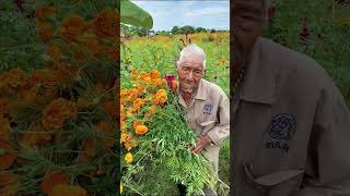 Apoyemos a los campesinos mexico🇲🇽 cultura cosecha diademuertos [upl. by Nemlaz18]