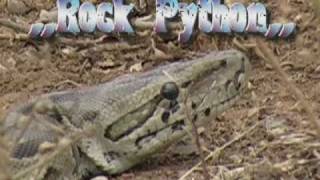 African Rock PythonKrugerPark [upl. by Atem]