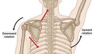 زياد الغزاوي  فيديو 21  Upward Rotation in Scapulothoracic Joint MSK pt [upl. by Crain19]