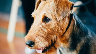 Airedale Terriers in a MultiPet Household [upl. by Nytsirk]