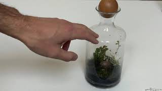 How To Get Rid Of Gnats From A Terrarium [upl. by Oigimer]