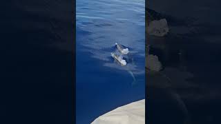 So peaceful dolphin dolphins holidays holiday spain travel travelvlog [upl. by Ynaffi]