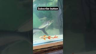 Alligator fish  Redtail shark 🦈😍🇯🇵fish trendingshorts livestream aquarium livestream [upl. by Philina]