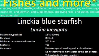 Blue Linckia starfish Linckia laevigata [upl. by Aryamoy]