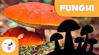 Cosa sono i funghi – Il regno dei funghi per bambini [upl. by Aieki]