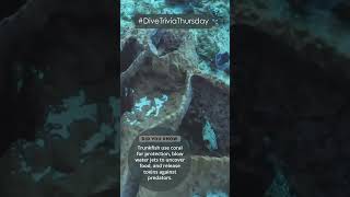 Dive Trivia Thursday Trunkfish [upl. by Pfosi]