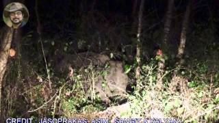 Elephants Eating Behavior At Night [upl. by Mw]