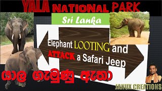 Yala National park Sri Lanka Elephant GemunuLooting and Attack a Safari JeepAtapattama [upl. by Chyou750]