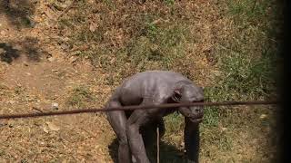 GURU the human like chimpanzee at Mysore Zoo being naughty 🙈 [upl. by Busby]