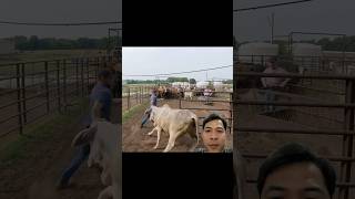 Just go into the cowshed why is the owner so scared cow bull cattle farmlife ranching [upl. by Retep415]