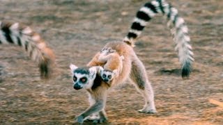 Exploring the Island of Lemurs Madagascar [upl. by Zednanref]