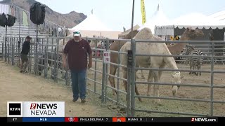 Ostrich and camel races bring fun to Virginia City [upl. by Base968]