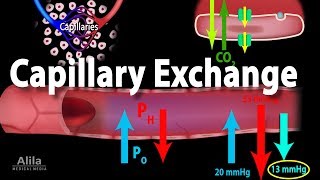 Capillary Exchange and Edema Animation [upl. by Bolger]