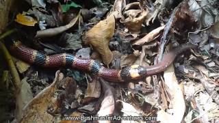 Coral Snake feeding on a Caecilian [upl. by Yoho]