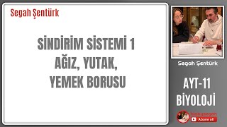 SİNDİRİM SİSTEMİ1 AĞIZ YUTAK YEMEK BORUSU AYT BİYOLOJİ  11SINIF  YKS 2025 [upl. by Elwira]