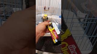 Sacit Ülker çikolatalı gofret bayıldı yerinde duramadı parrot cockatielsinging cockatielsing [upl. by Novaelc]