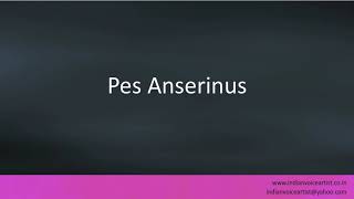 Pronunciation of the words quotPes Anserinusquot [upl. by Eaned]