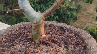 BONSAI PLANT FOR BEGINNER  GUGGUL PLANT  MUKUL PLANT commiphora wightii [upl. by Brathwaite]