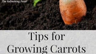 How to Grow Carrots from Seed  Effective Germination and No Thinning  Growing Great Carrots [upl. by Emse]