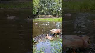 Duck pond adventures The best to watch meyerhatchery backyardducks [upl. by Aerdnaed]