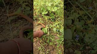 The twoheaded snake is very smallredsand redsandboasnake wildlifeanimals rescue snake pet [upl. by Barayon]