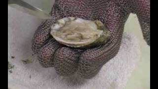 How to Shuck an Oyster Shucking Oysters [upl. by Vaughan]