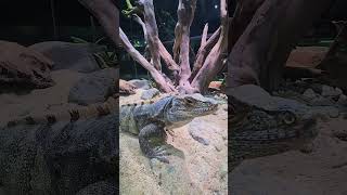 THE SPINY TAILED iguana iguana reptiles animallover shorts shortvideo [upl. by Ohare]