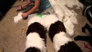 How to make a fursuit digi legs furring [upl. by Oderfliw656]