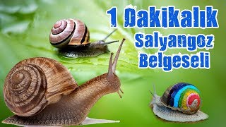 1 Dakikalık Salyangoz Belgeseli [upl. by Danielson]