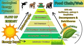 Ecological Pyramid amp Primary Productivity [upl. by Dibbrun169]